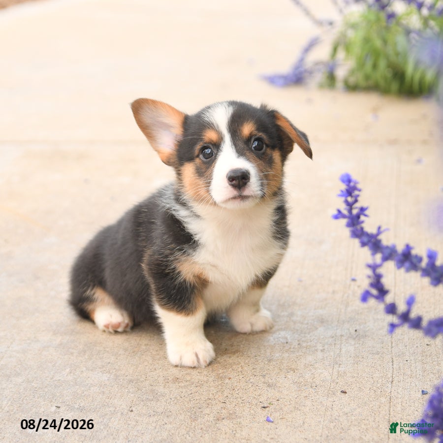Welsh Corgi Pembroke dogs Luca - Ad 2