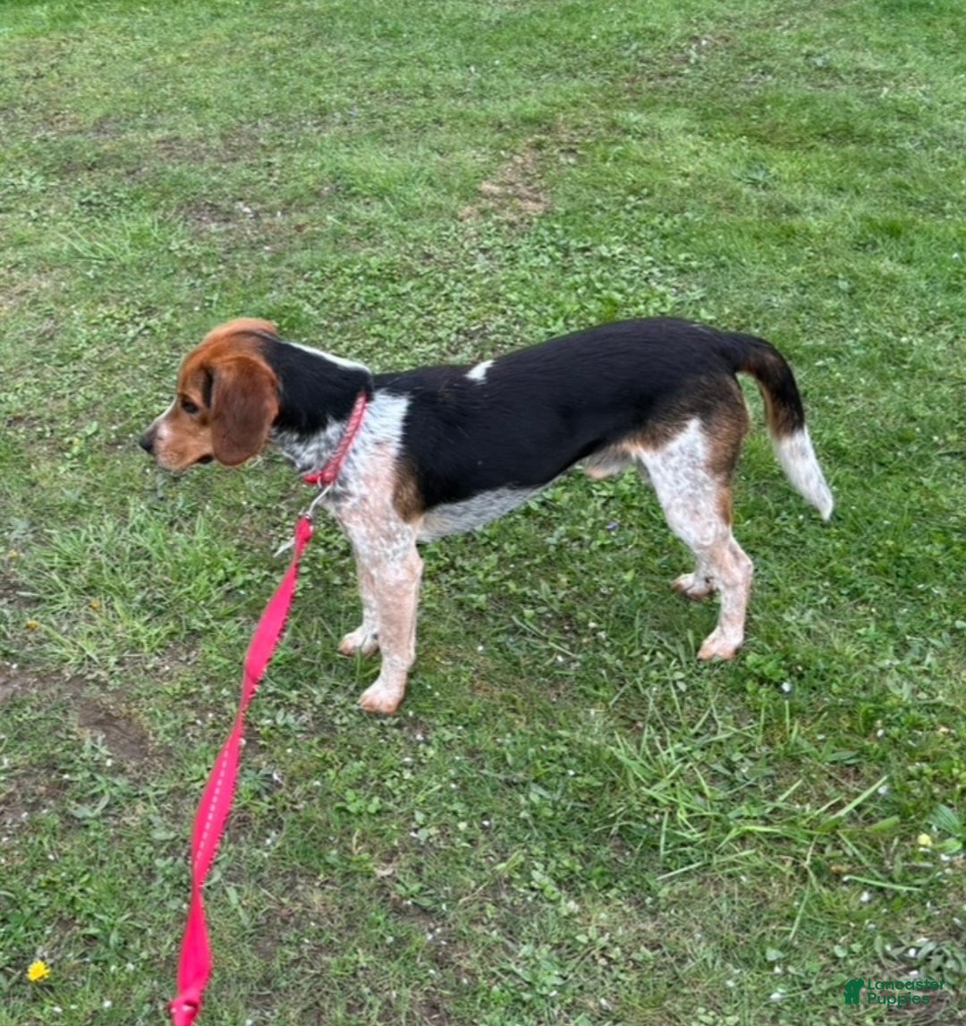 Beagle dogs for sale: Scout - Ad 2