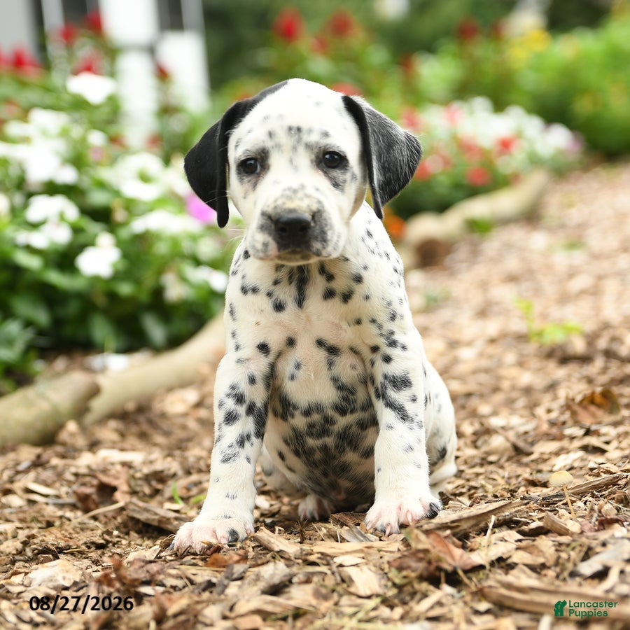 Dalmatian dogs Olive  - Ad 1