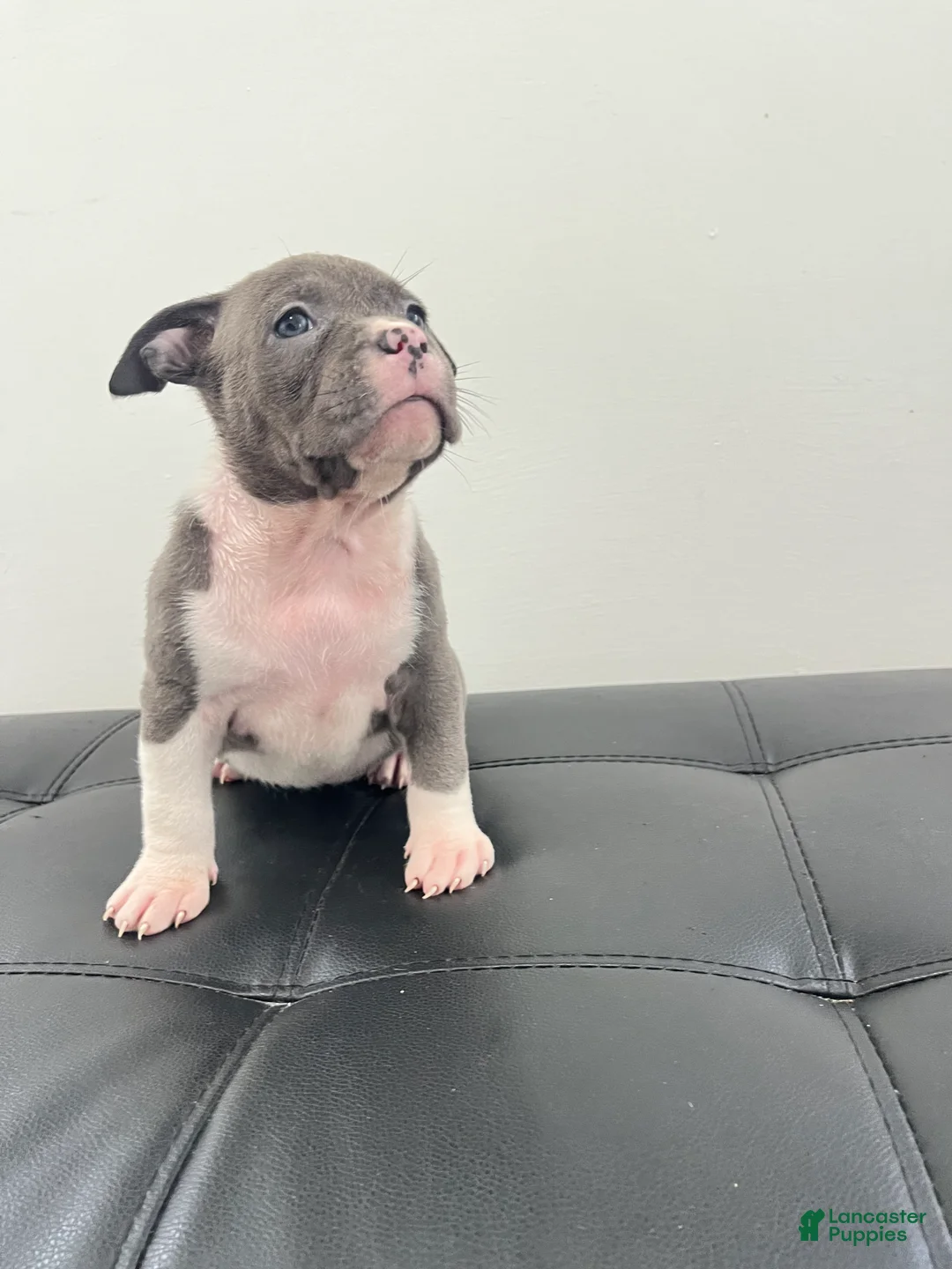 American Bully dogs for sale: American Bully 3 - Ad 2