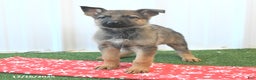 German Shepherd dogs for sale: Havanna - Ad 2