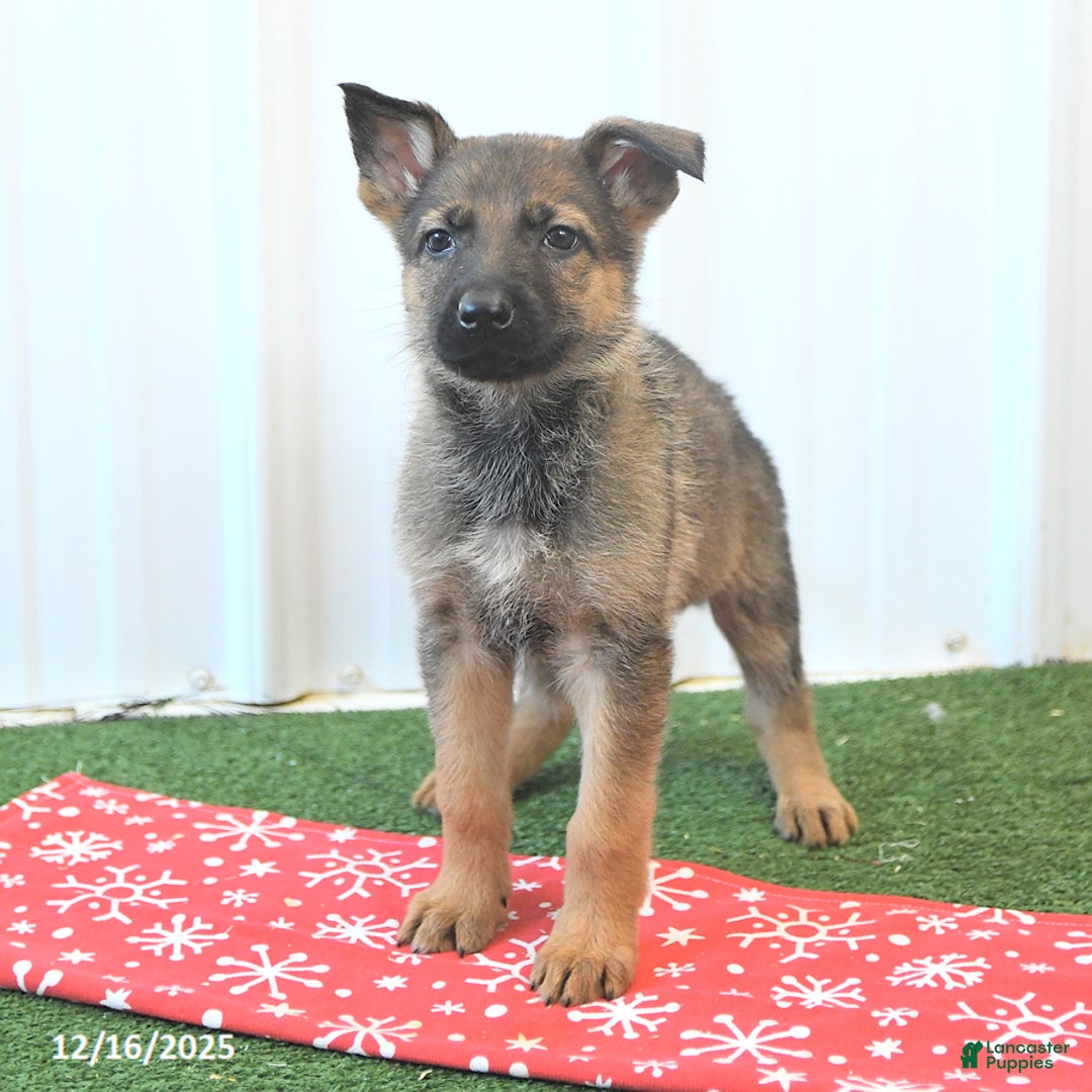 German Shepherd dogs for sale: Havanna - Ad 2
