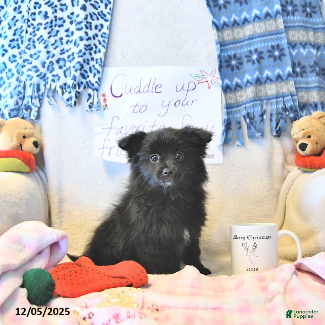 Mixed Breed dogs for sale: Daisy - Ad 4