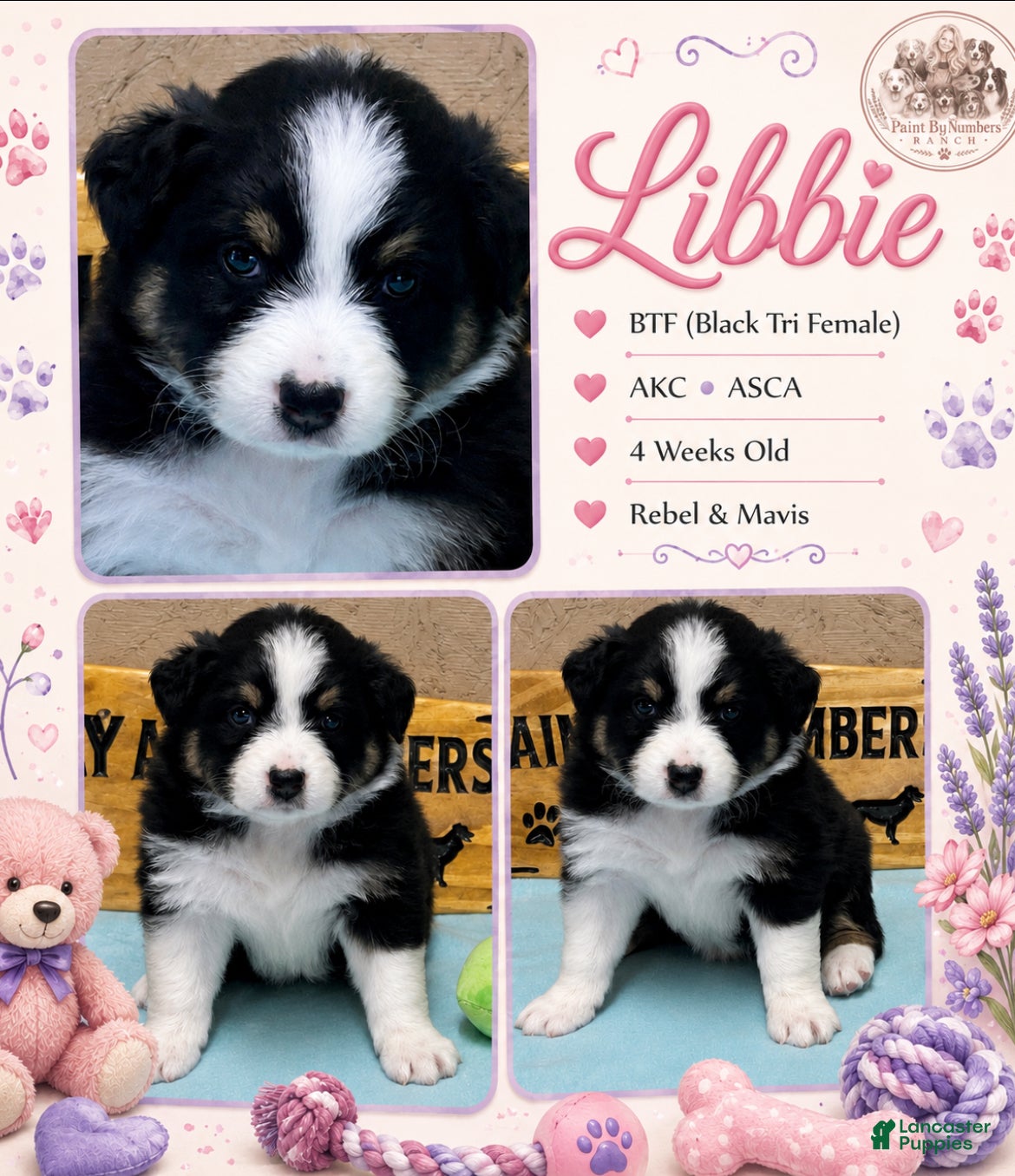 Australian Shepherd dogs Libbie - Ad 9