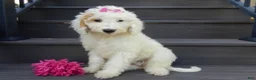 Mini Goldendoodle dogs for sale: Daisy (medium) - Ad 6
