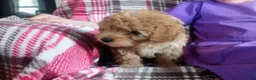 Toy Poodle dogs for sale: Muddy Paws - Ad 1