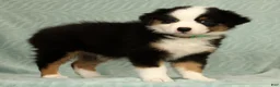 Australian Shepherd dogs for sale: Sadie - Ad 4