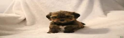 Shorkie dogs for sale: Becca - Ad 7
