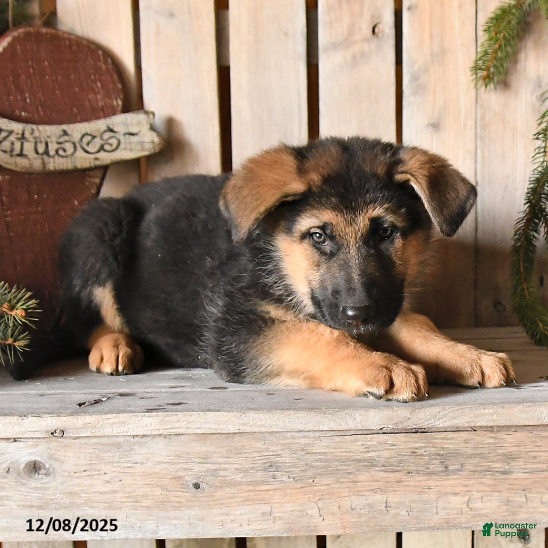 German Shepherd dogs for sale: Sawyer - Ad 3