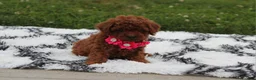 Toy Poodle dogs for sale: Kali - Ad 4