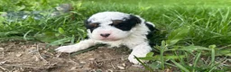 Mini Bernedoodle dogs for sale: Nacho - Ad 3