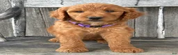 Irish Doodle dogs for sale: Charlotte  - Ad 14