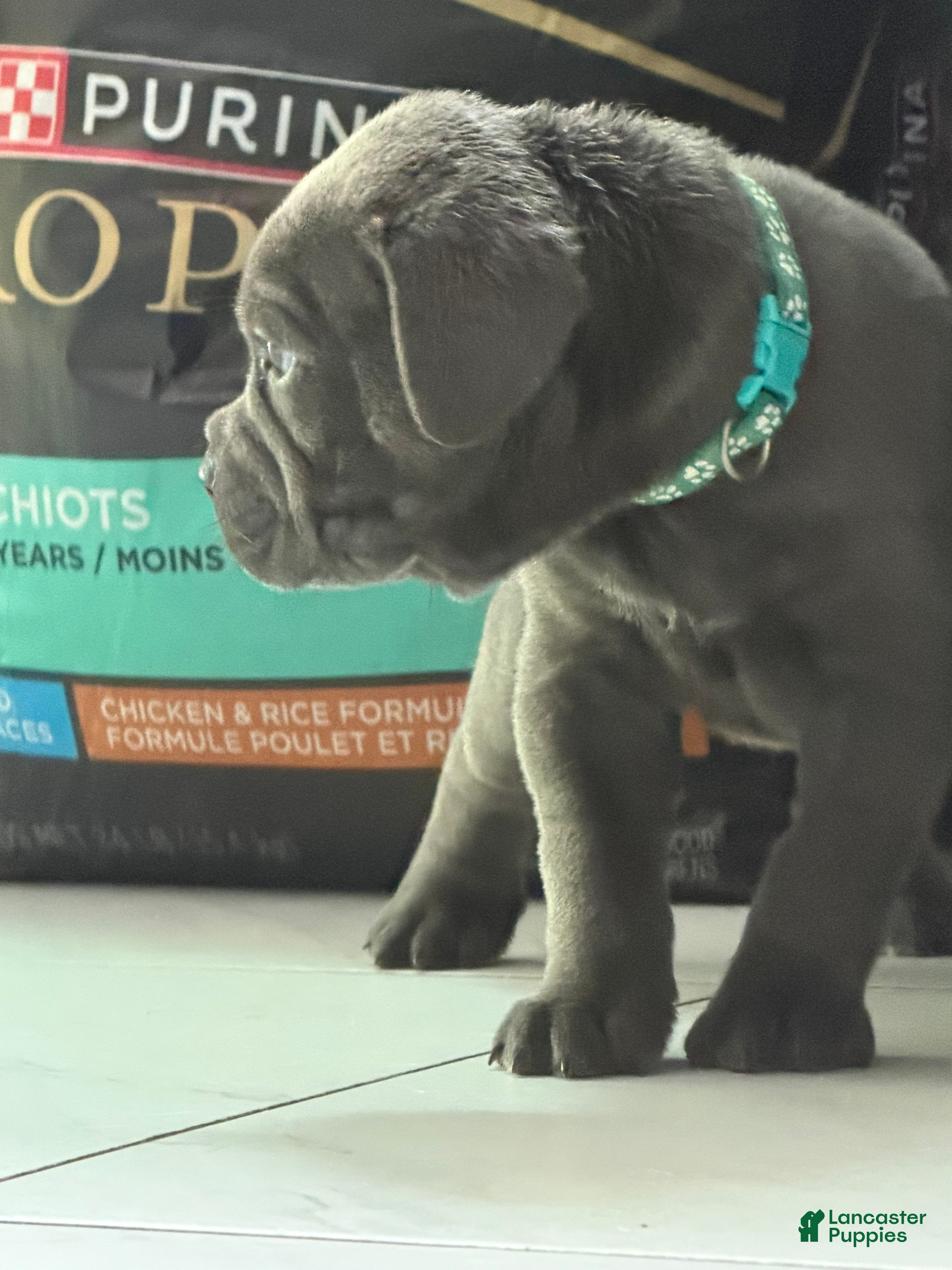 Cane Corso dogs Teal Collar - Maria - Ad 2