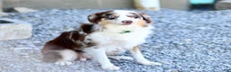 Miniature Australian Shepherd dogs for sale: Gerald - Ad 6