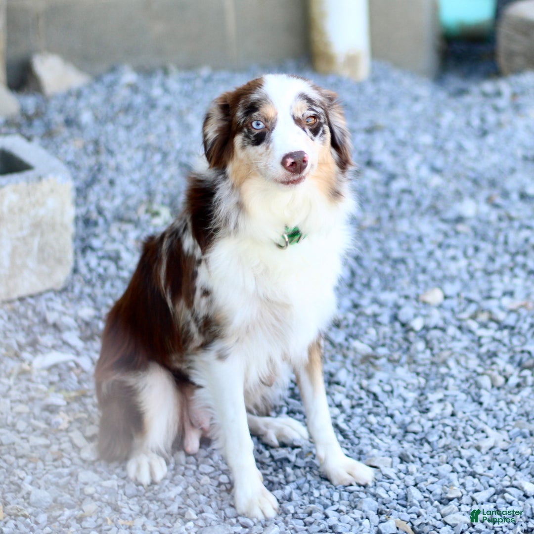 Miniature Australian Shepherd dogs for sale: Gerald - Ad 6