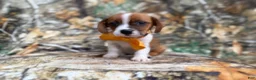 Mixed Breed dogs for sale: Denver - Ad 4