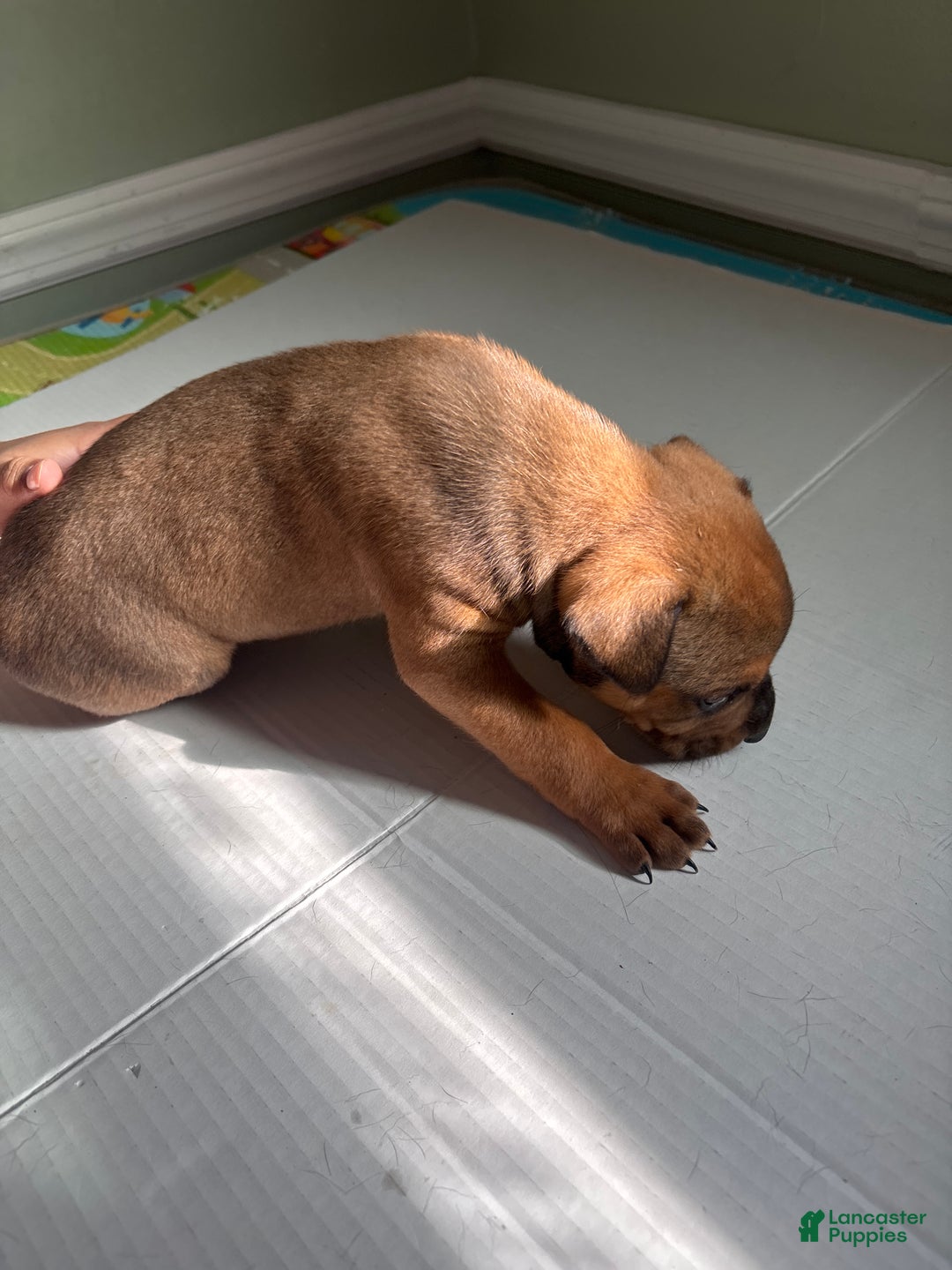 American Staffordshire Terrier dogs for sale: American Staffordshire Terrier Puppy 1 - Ad 3