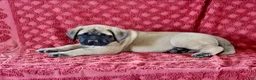 English Mastiff dogs for sale: Abner - Ad 3