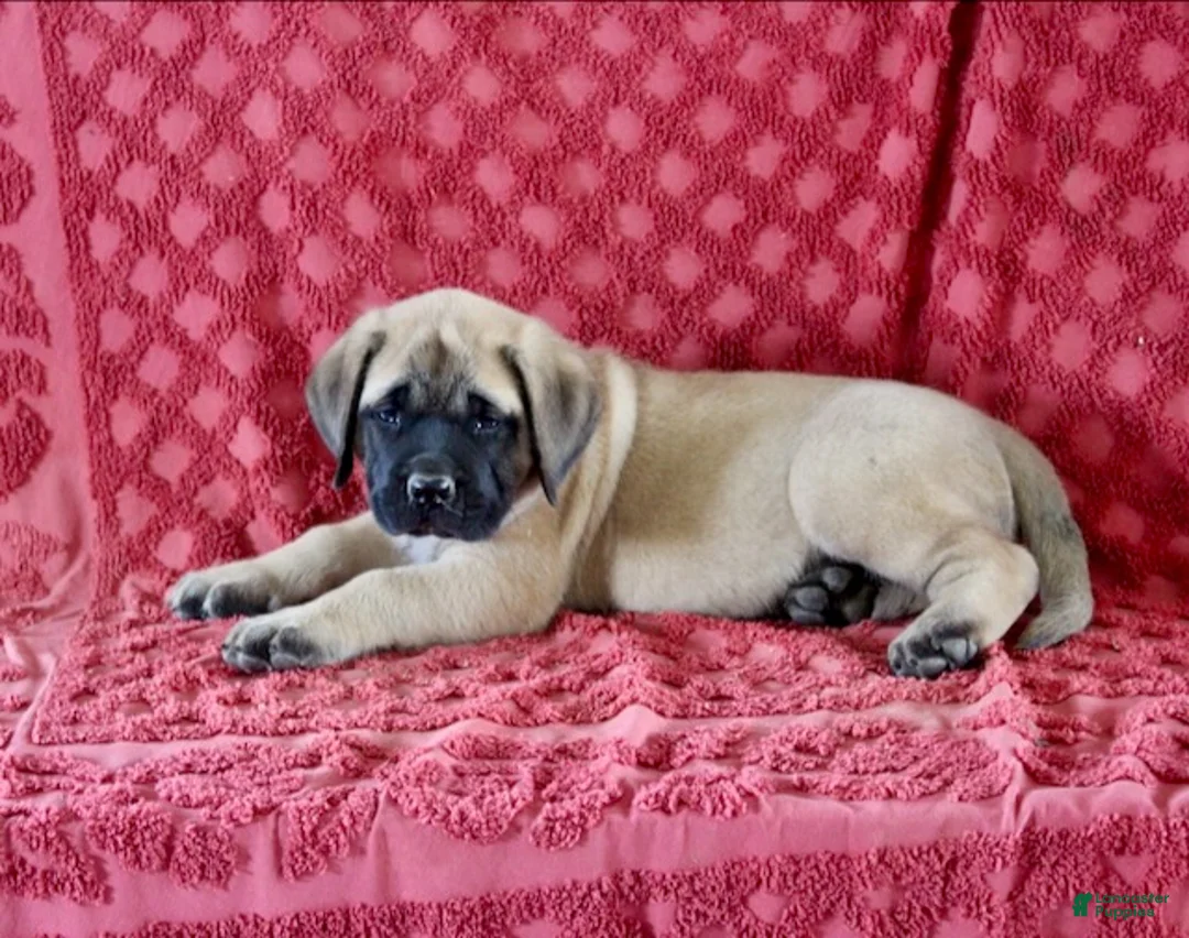English Mastiff dogs for sale: Abner - Ad 3