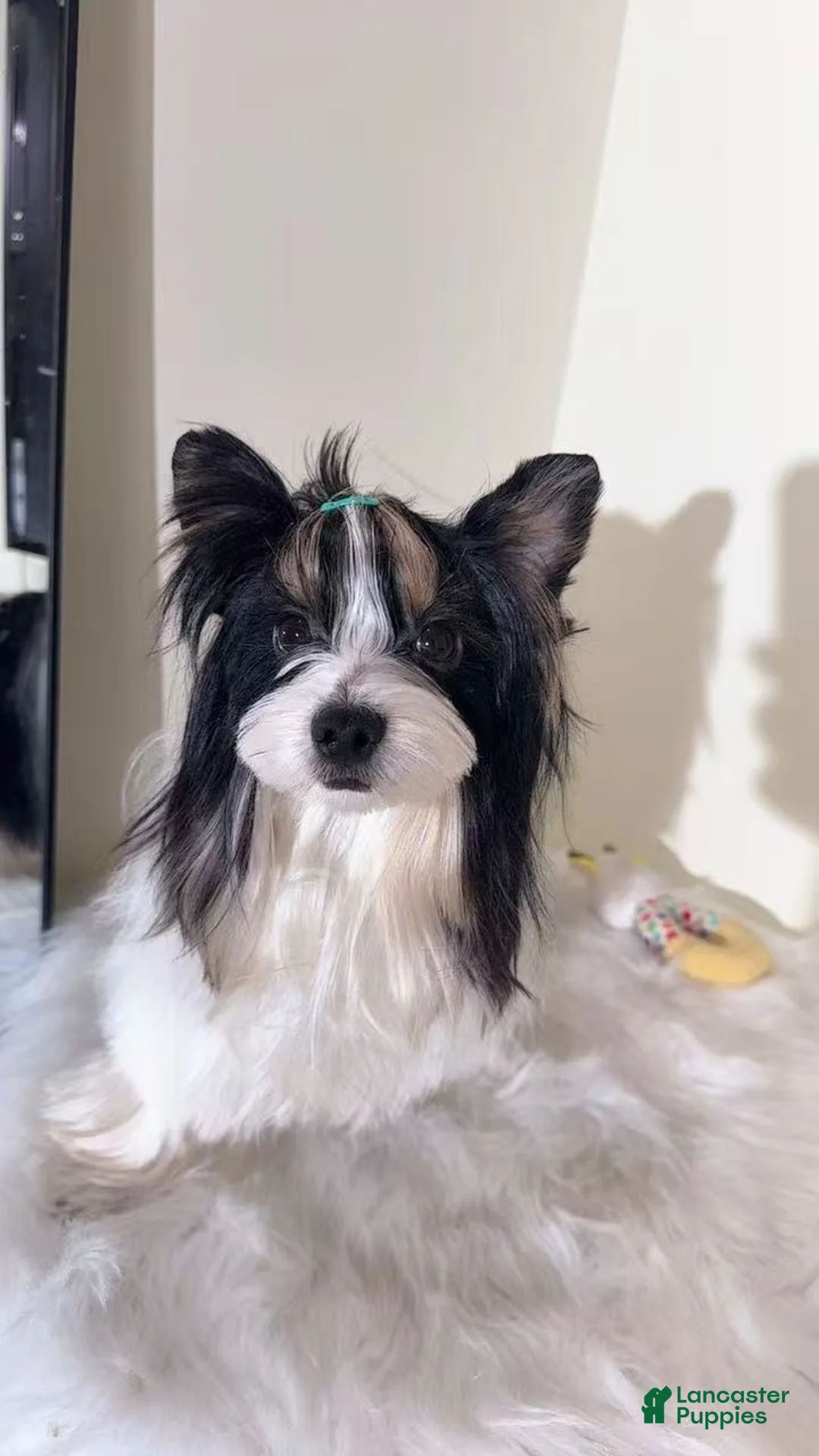 Yorkshire Terrier dogs for sale: Green - Ad 3