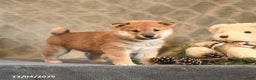 Shiba Inu dogs for sale: Topaz - Ad 1