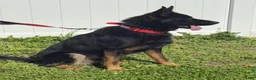 German Shepherd dogs for stud: Sebastian  - Ad 2