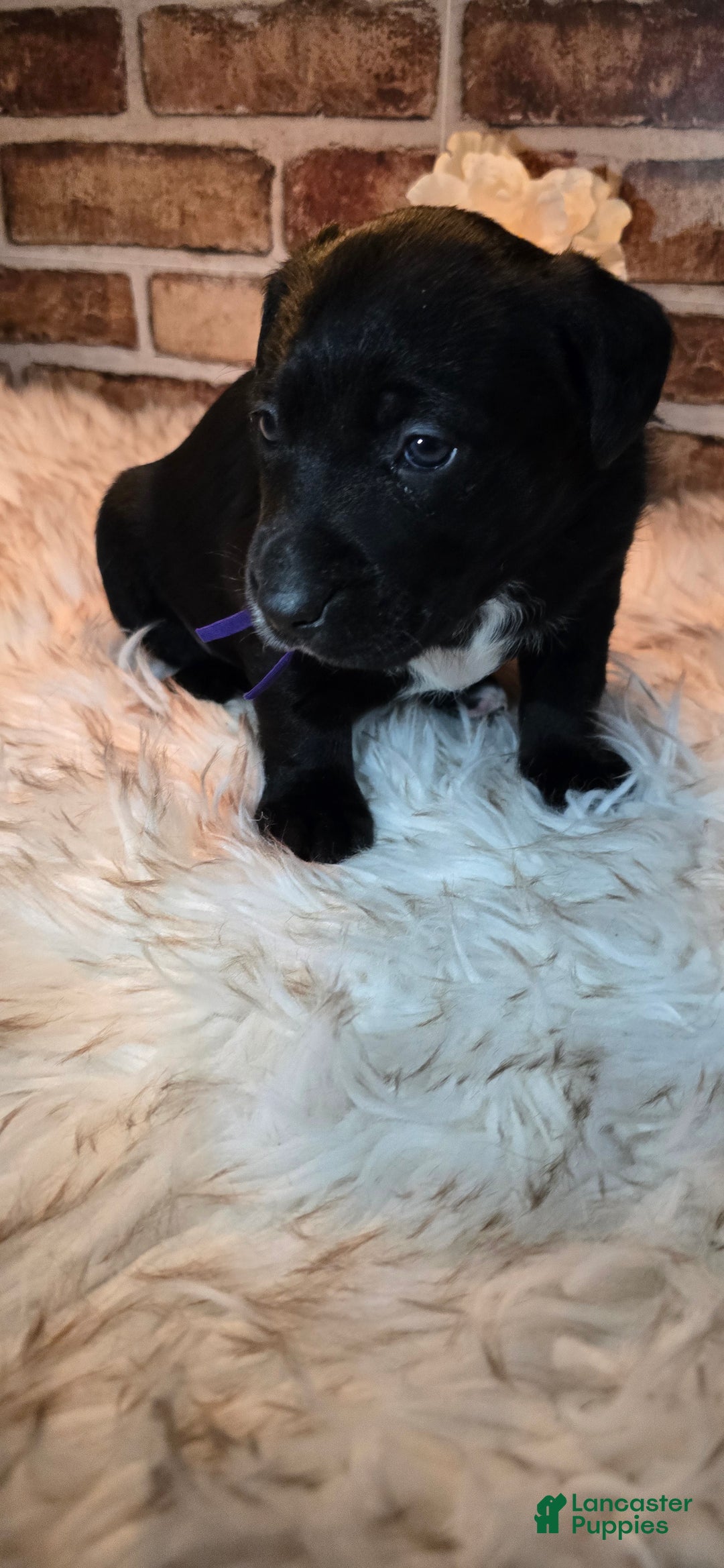 Mixed Breed dogs for sale: Luna - Ad 2
