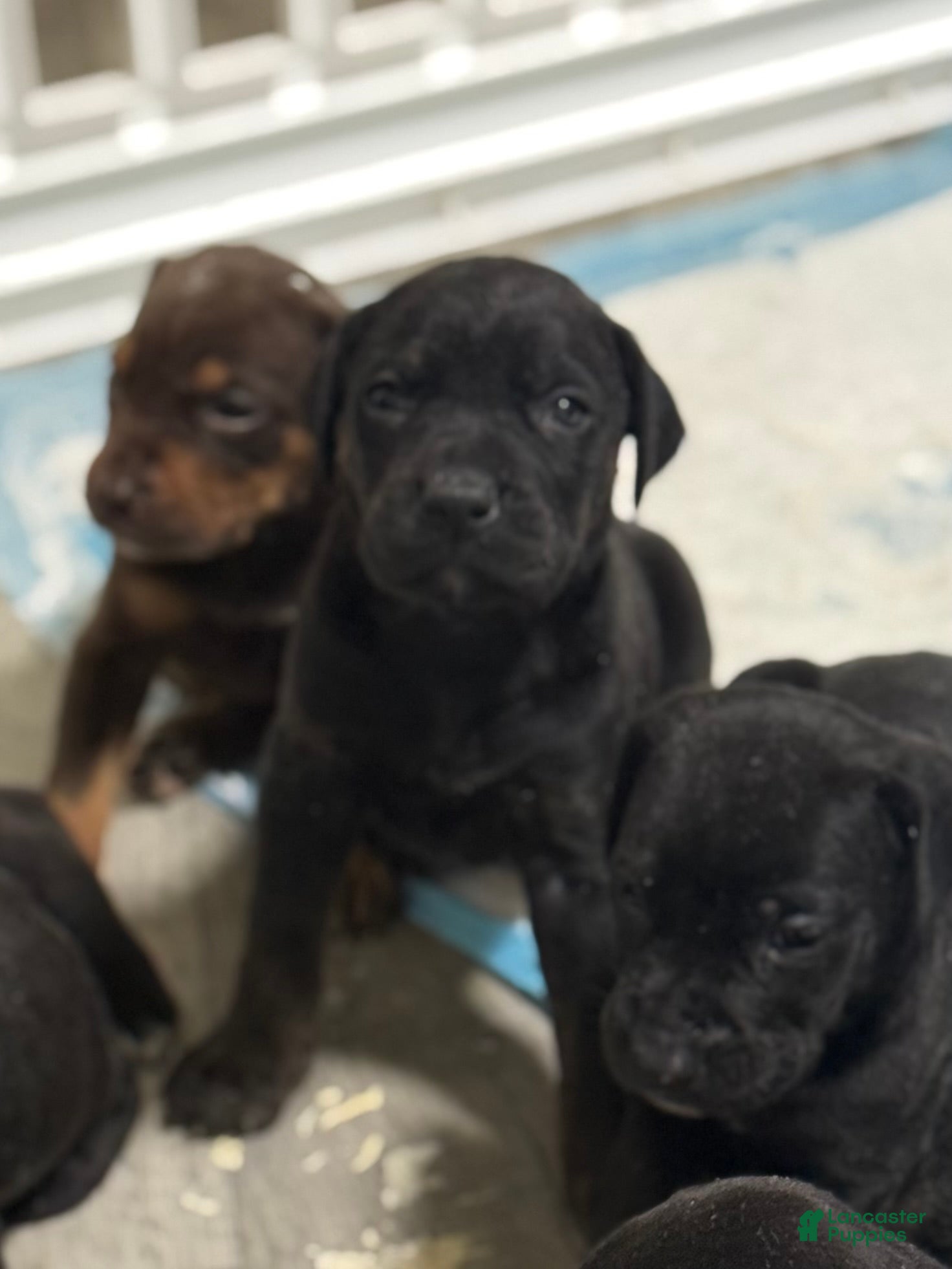 Mixed Breed dogs White - Ad 2