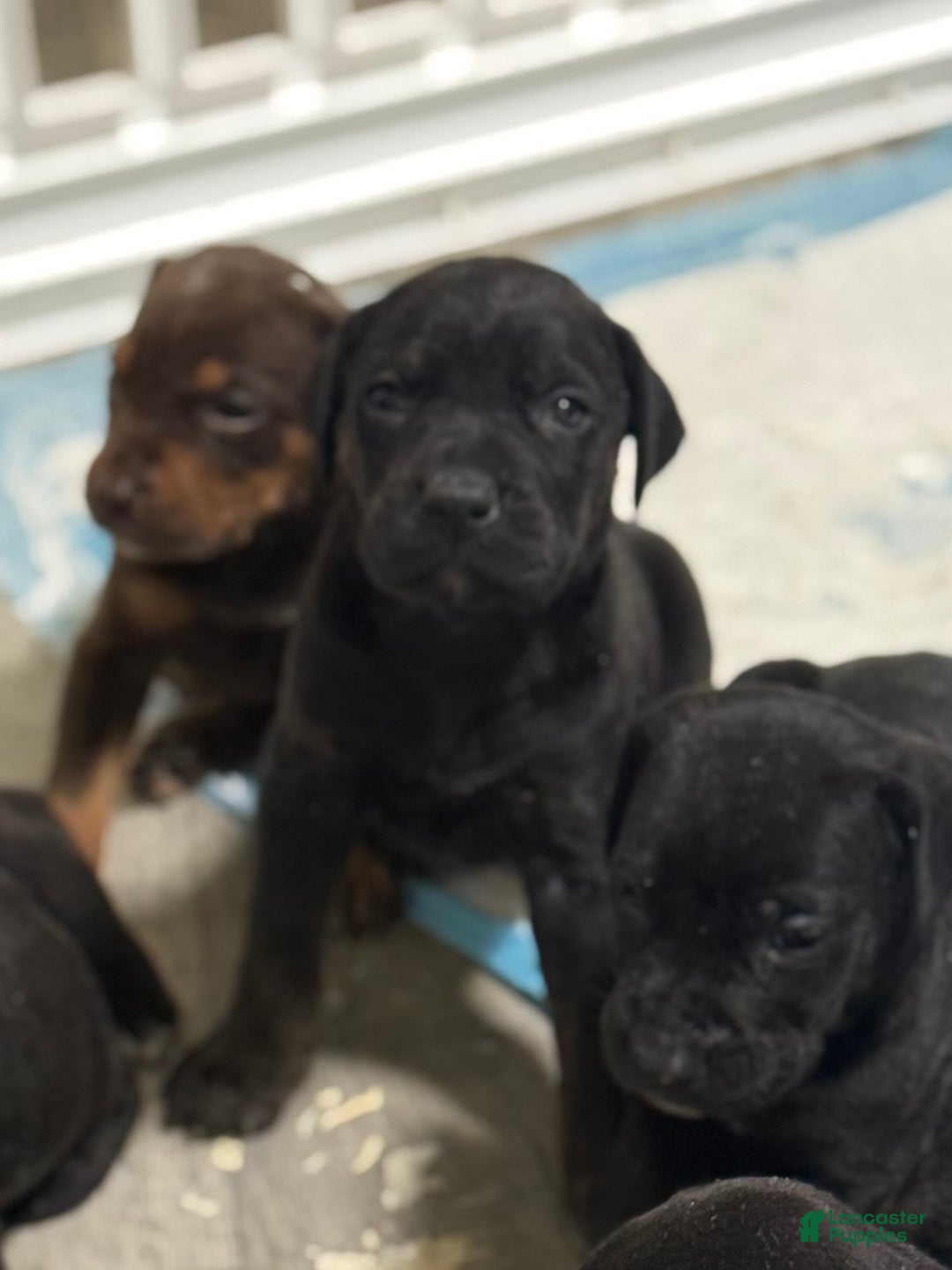 Mixed Breed dogs for sale: White - Ad 1