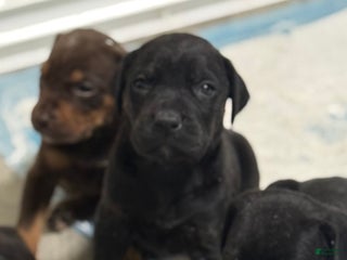 Mixed Breed dogs White - Ad 6