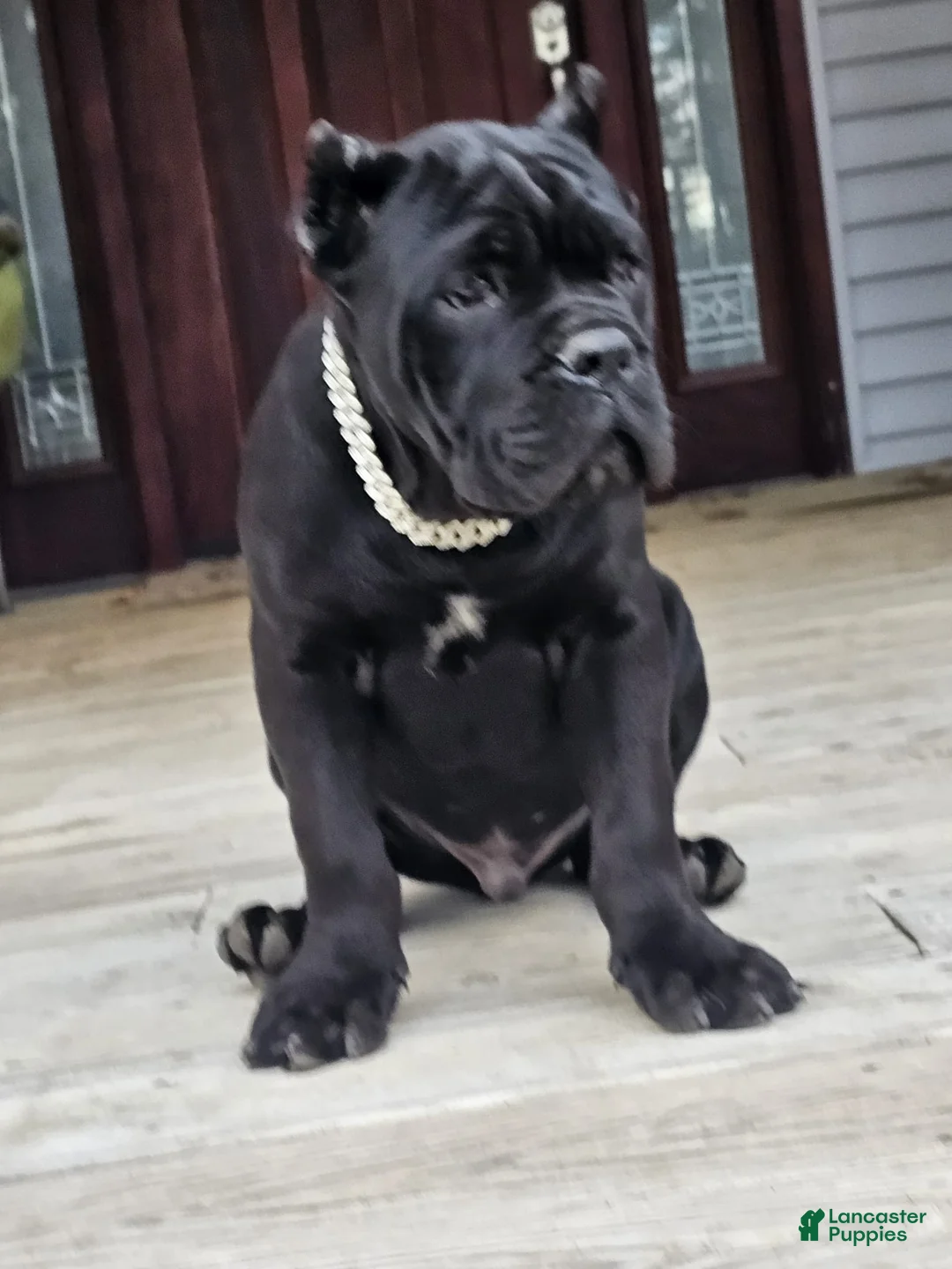 Cane Corso dogs for sale: ZEUS - Ad 29