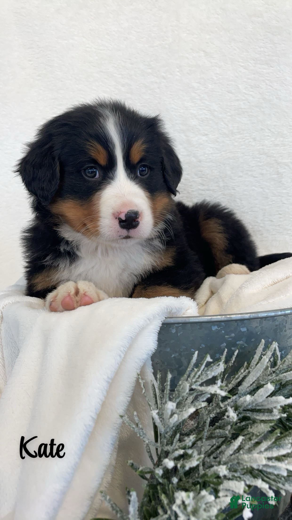 Bernese Mountain Dog dogs Kate - Ad 9