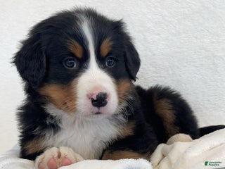 Bernese Mountain Dog dogs Kate - Ad 9
