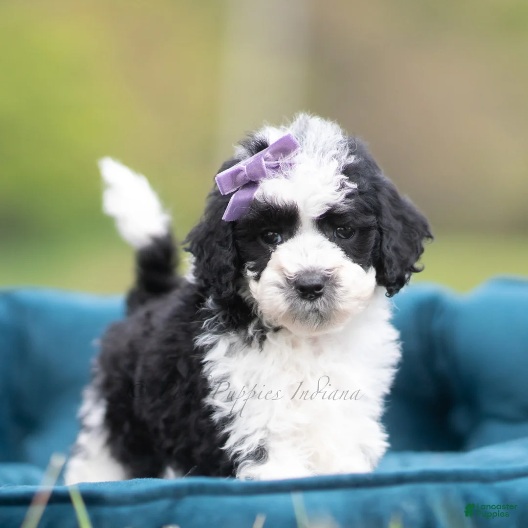 Maltipoo dogs for sale: Zoie - Ad 1