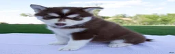 Pomsky dogs for sale: Sage - Ad 5
