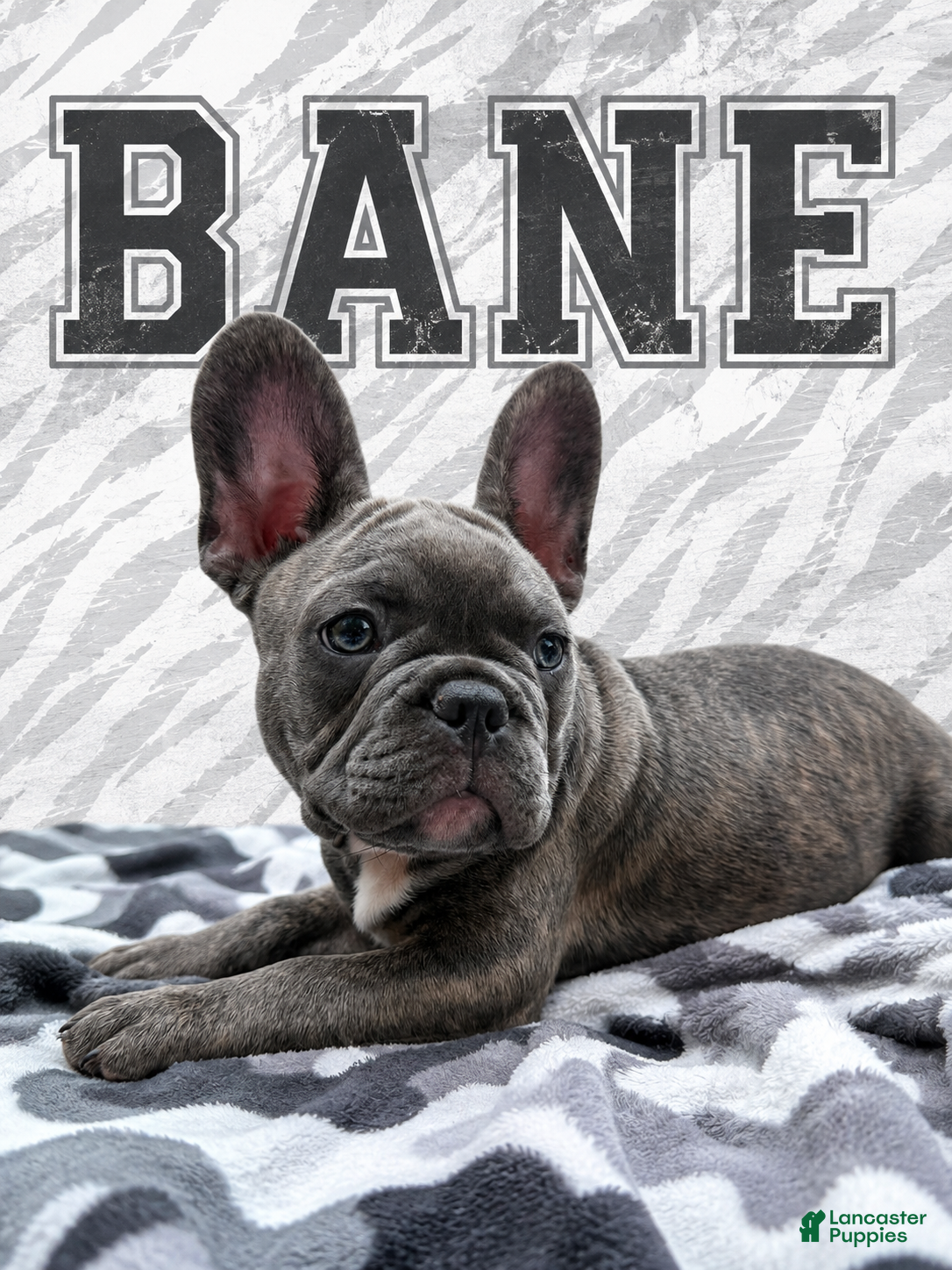 French Bulldog dogs Bane - Ad 35