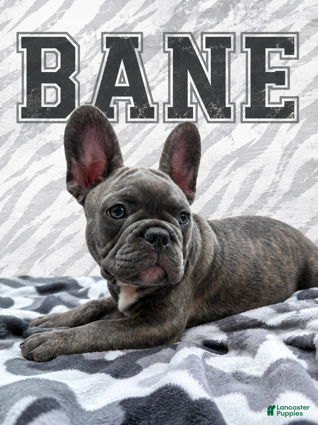 French Bulldog dogs for sale: Bane - Ad 1