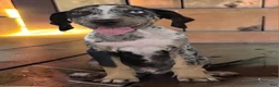 Catahoula Leopard Dog dogs for sale: Tigger 2026 Male 3 - Ad 2