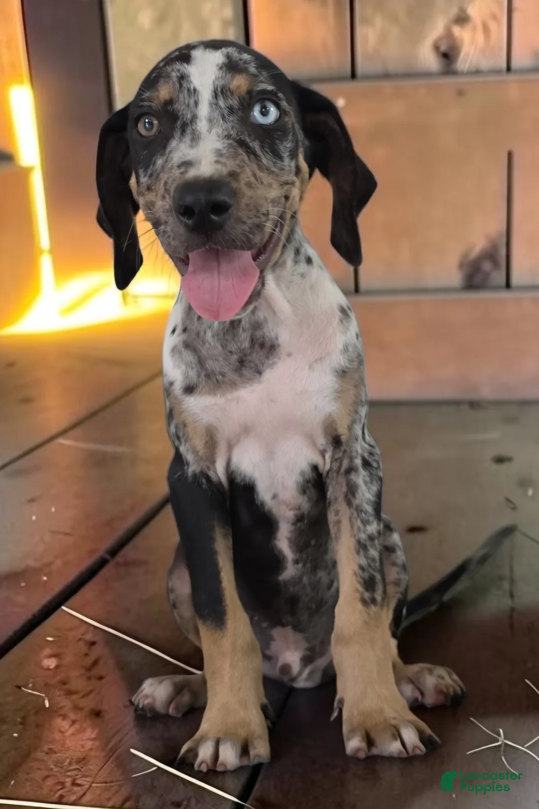 Catahoula Leopard Dog dogs for sale: Tigger 2026 Male 3 - Ad 2