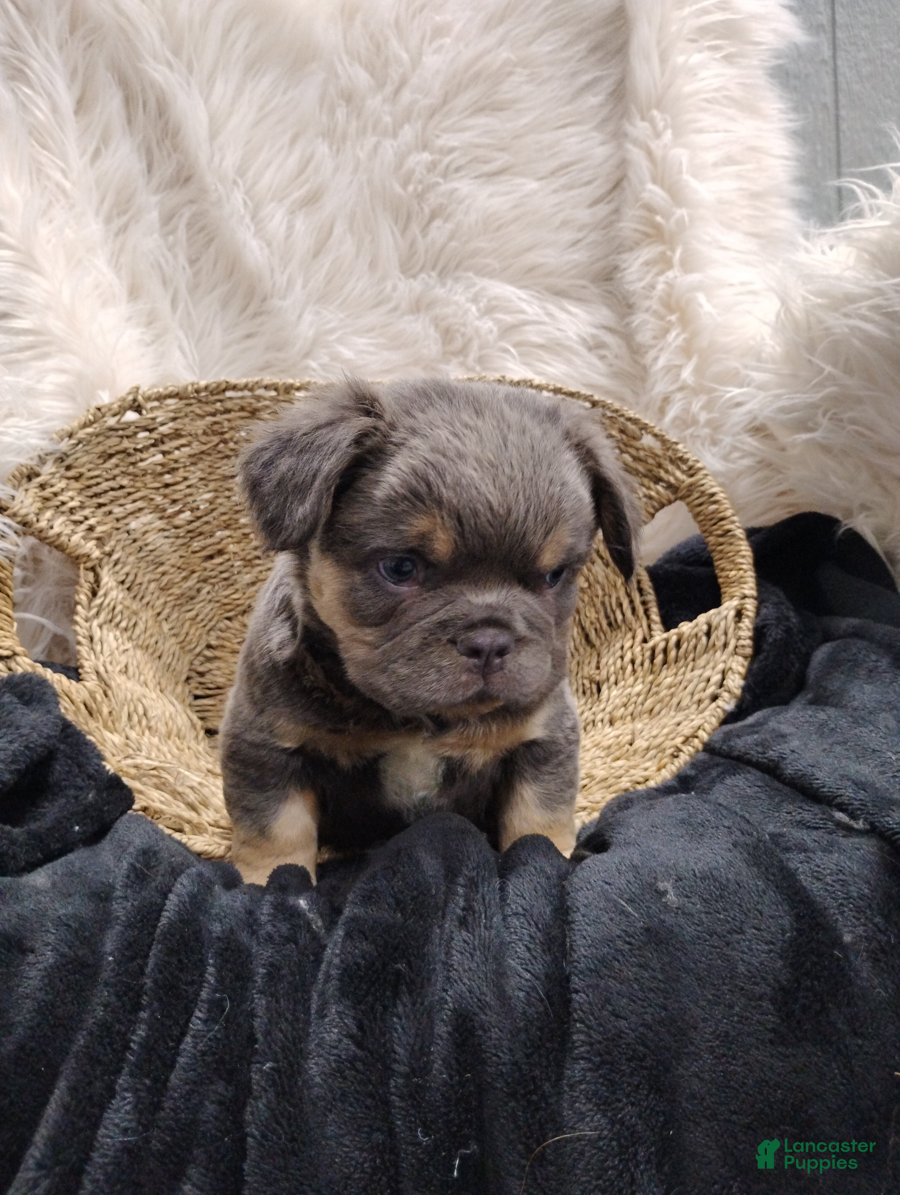 French Bulldog dogs Elvis  - Ad 2