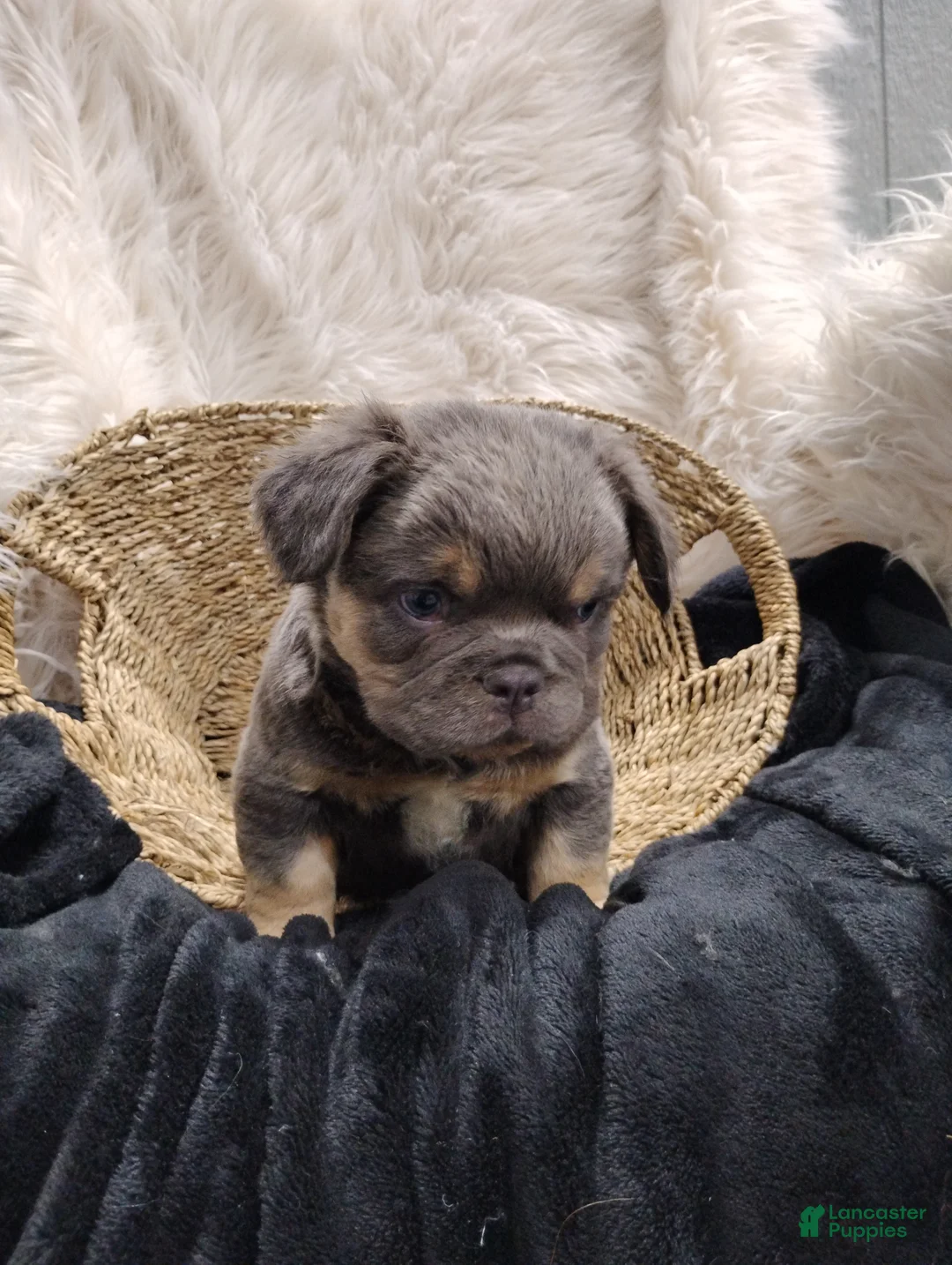 French Bulldog dogs for sale: Elvis  - Ad 2