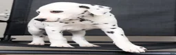 Dalmatian dogs for sale: Ollie - Ad 7