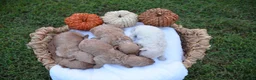 Mini Goldendoodle dogs for sale: Hi! I'm Tank! - Ad 2