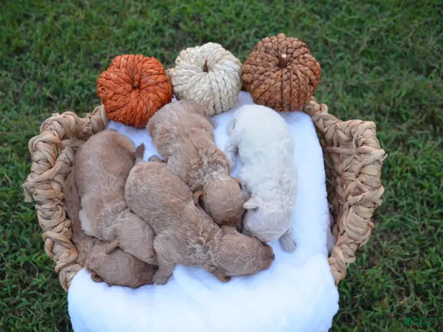 Mini Goldendoodle dogs for sale: Hi! My name is Bolt! - Ad 2