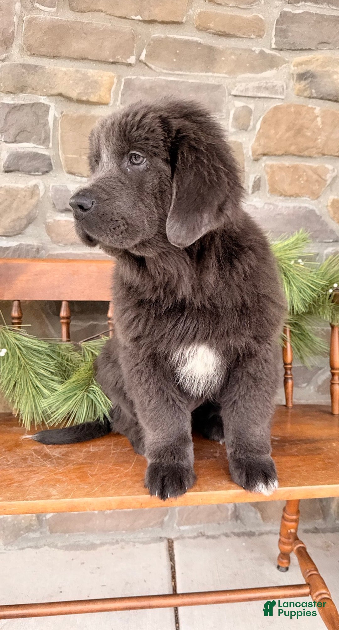Newfoundland dogs for sale: Aspen  - Ad 2