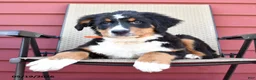 Bernese Mountain Dog dogs for sale: Jimmy - Ad 3
