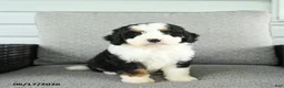 Bernedoodle dogs for sale: Sienna - Ad 1