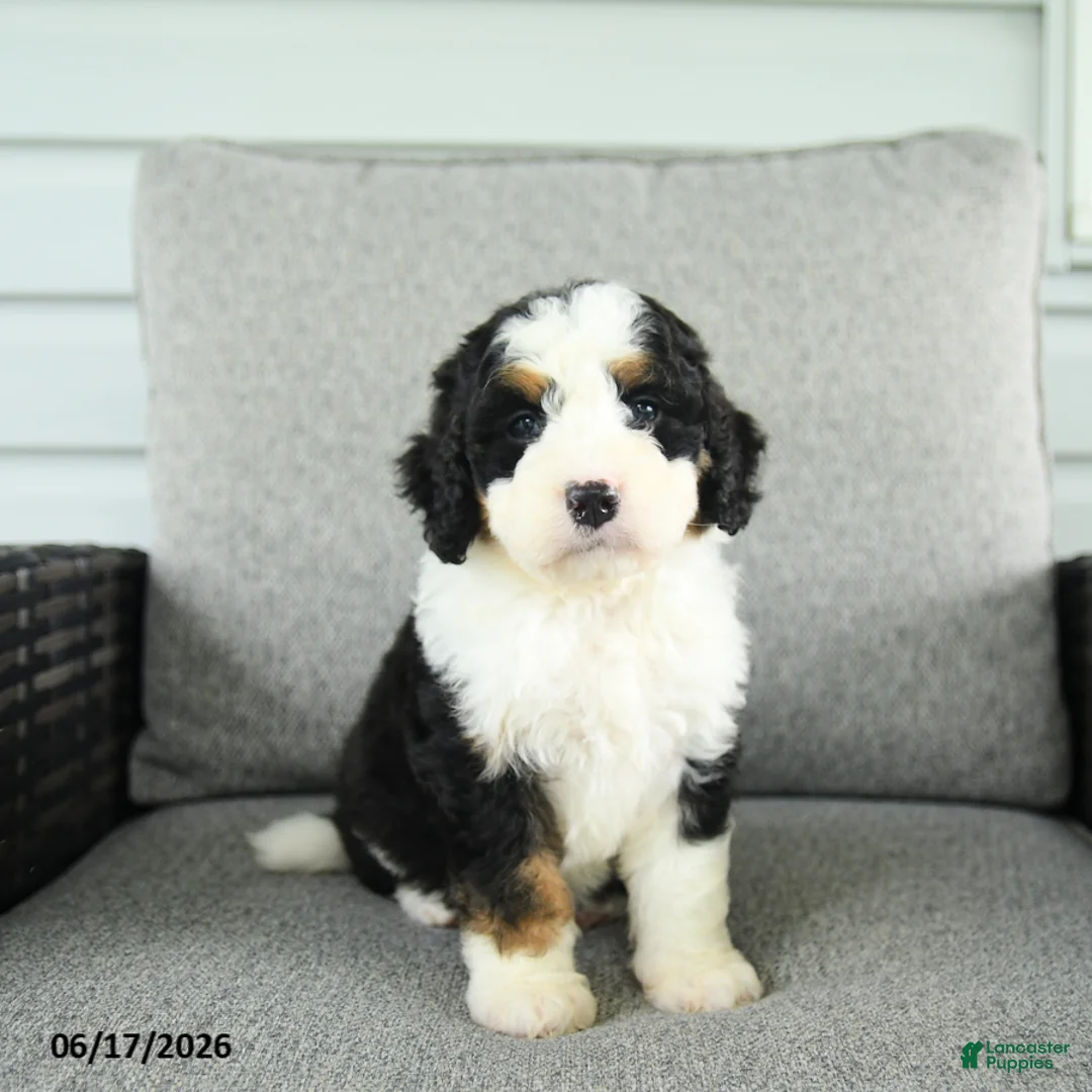 Bernedoodle dogs for sale: Sienna - Ad 1