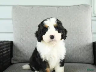 Bernedoodle dogs for sale: Sienna - Ad 3
