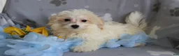 Maltipoo dogs for sale: Reggie  - Ad 1